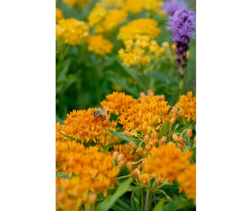 Butterfly Weed